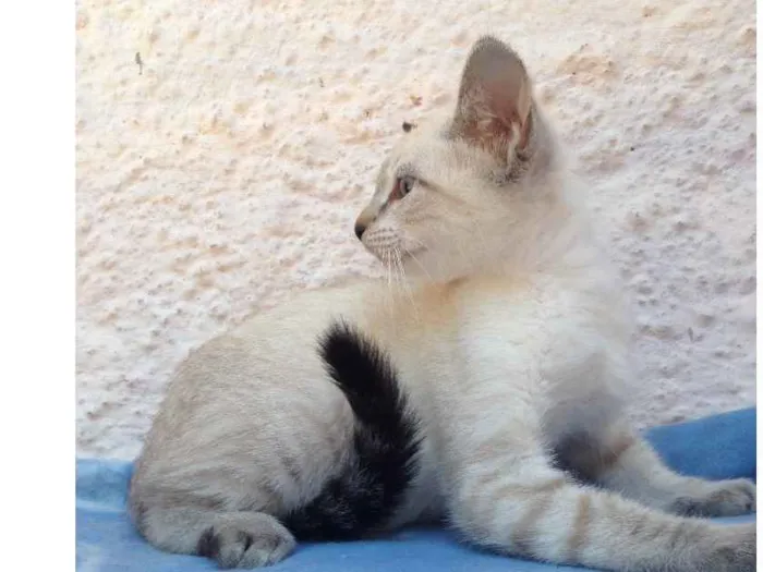 Gato ra a Srd idade 2 a 6 meses nome Clara 