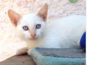 Gato raça Srd idade 2 a 6 meses nome Kiki