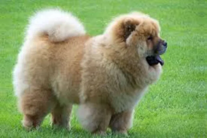 Cachorro ra a Chow Chow idade 1 ano nome resa