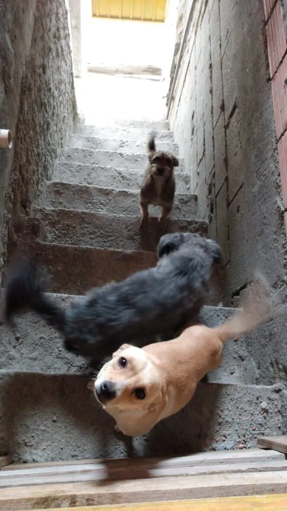 Cachorro ra a ... idade 1 ano nome Mel, Mark e Bores