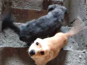 Cachorro raça ... idade 1 ano nome Mel, Mark e Bores