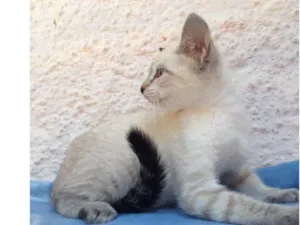 Gato raça Srd idade 2 a 6 meses nome Clara 