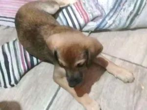 Cachorro raça Vira lata com labrador idade 2 a 6 meses nome Sem nome