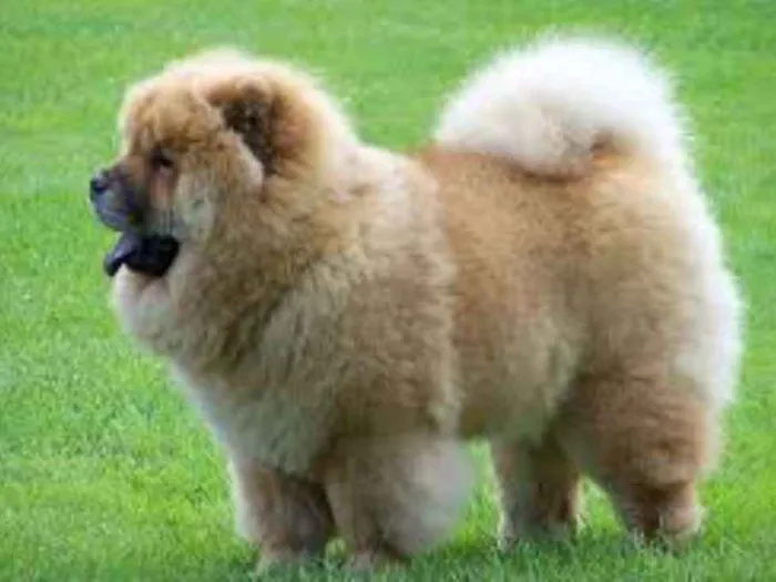 Cachorro ra a Chow Chow idade 1 ano nome resa