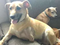 Cachorro raça Srd idade 2 anos nome CHAW - zona norte SP