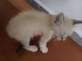 Nick