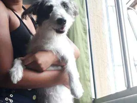 Cachorro ra a Vira-lata idade 2 anos nome Mel