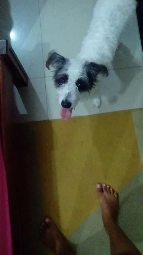 Cachorro ra a Vira-lata idade 2 anos nome Mel