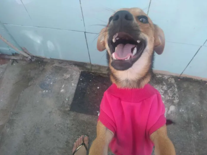 Cachorro ra a Vira lata idade 7 a 11 meses nome Mel