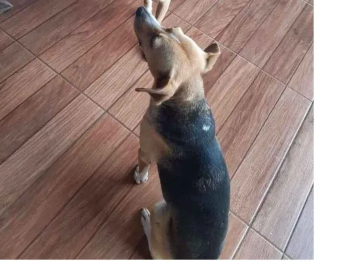 Cachorro ra a Vira lata idade 2 anos nome Belinha