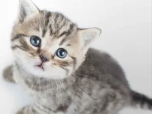 Gato raça SRD idade 2 a 6 meses nome Mina