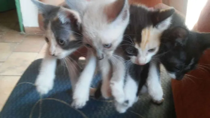 Gato raça Não tem idade 2 a 6 meses nome Não tem ainda