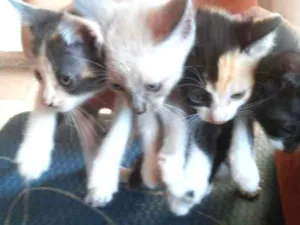 Gato raça Não tem idade 2 a 6 meses nome Não tem ainda