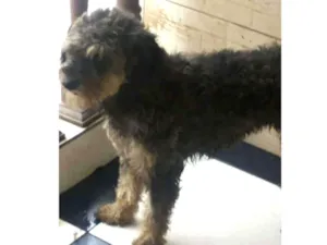 Cachorro raça Srd idade 1 ano nome Nina