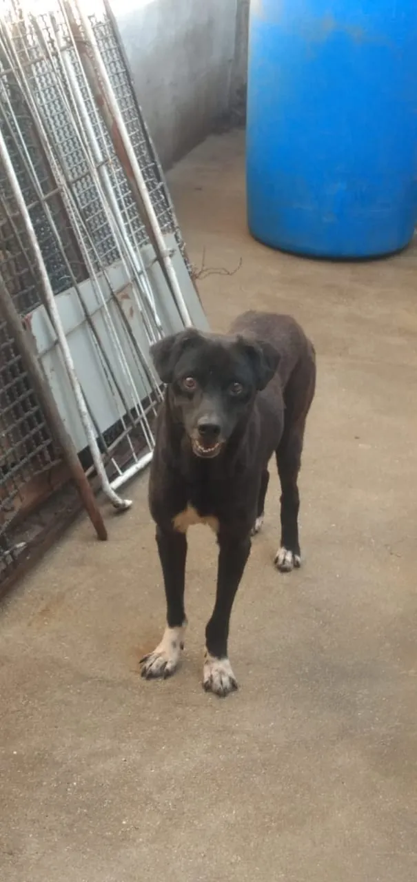 Cachorro ra a Viralata  idade 6 ou mais anos nome Geovana, Gustavinho