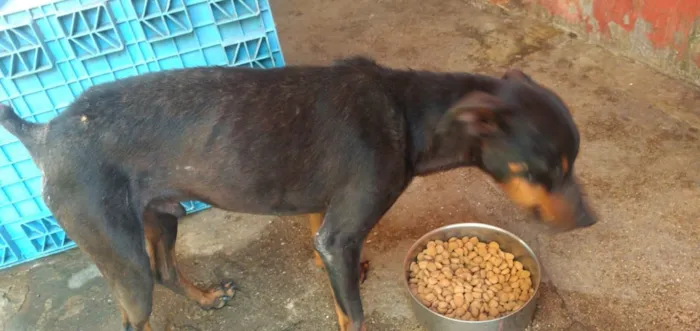 Cachorro ra a Viralata  idade 6 ou mais anos nome Geovana, Gustavinho