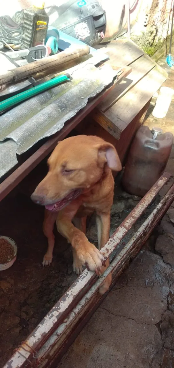 Cachorro ra a Viralata  idade 6 ou mais anos nome Geovana, Gustavinho