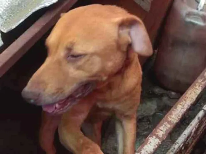 Cachorro ra a Viralata  idade 6 ou mais anos nome Geovana, Gustavinho