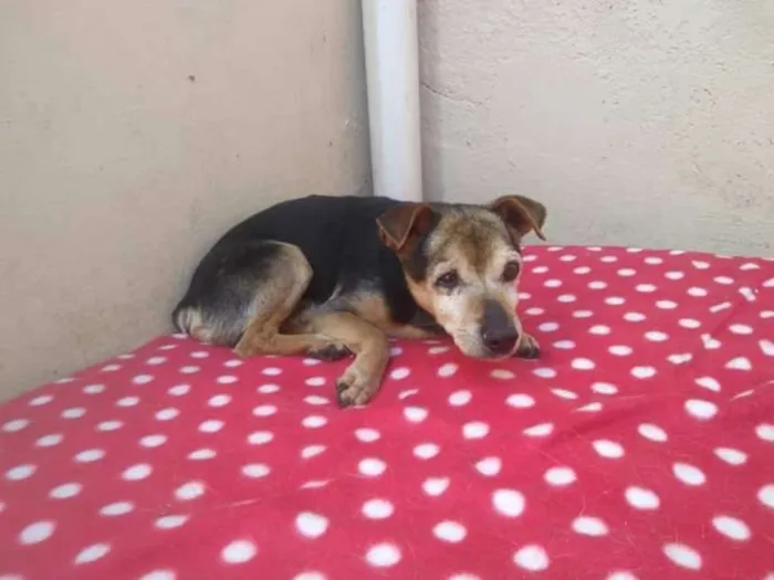 Cachorro raça SRD idade 6 ou mais anos nome Velhinho Abandonado