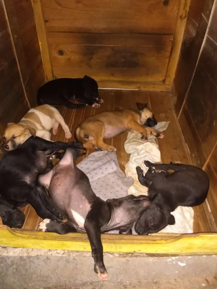 Cachorro raça Não definida idade Abaixo de 2 meses nome Sem nome