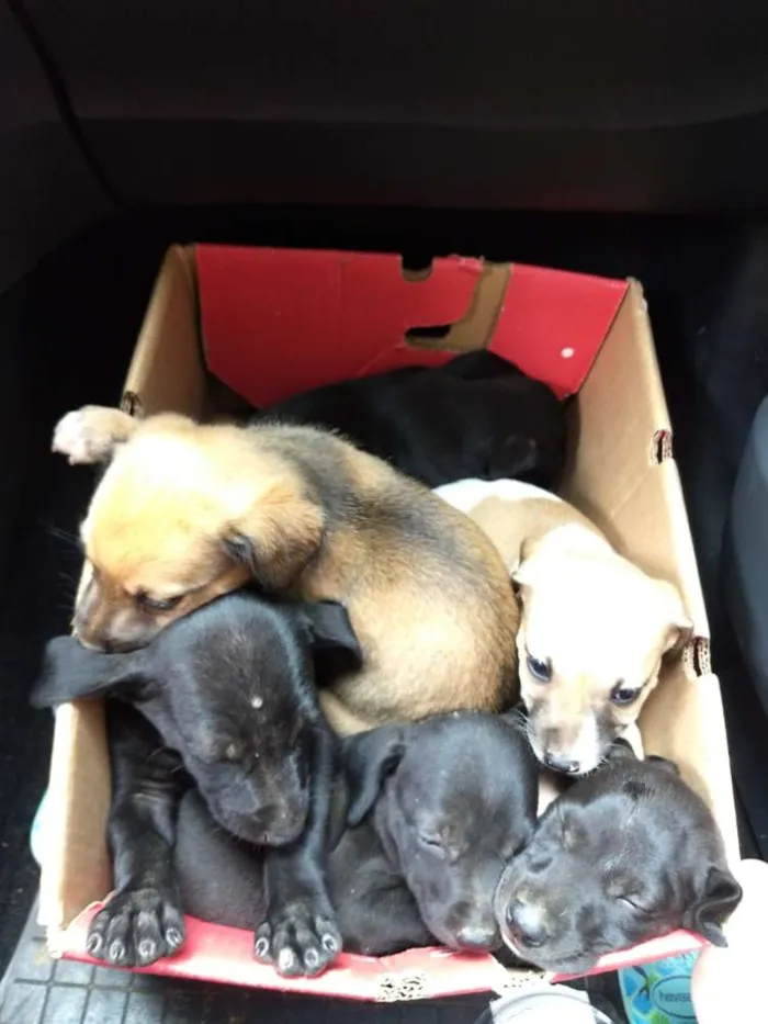 Cachorro raça Não definida idade Abaixo de 2 meses nome Sem nome