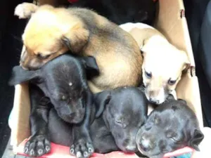 Cachorro raça Não definida idade Abaixo de 2 meses nome Sem nome