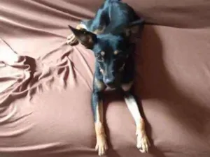 Cachorro raça paulistinha idade 2 a 6 meses nome princesa