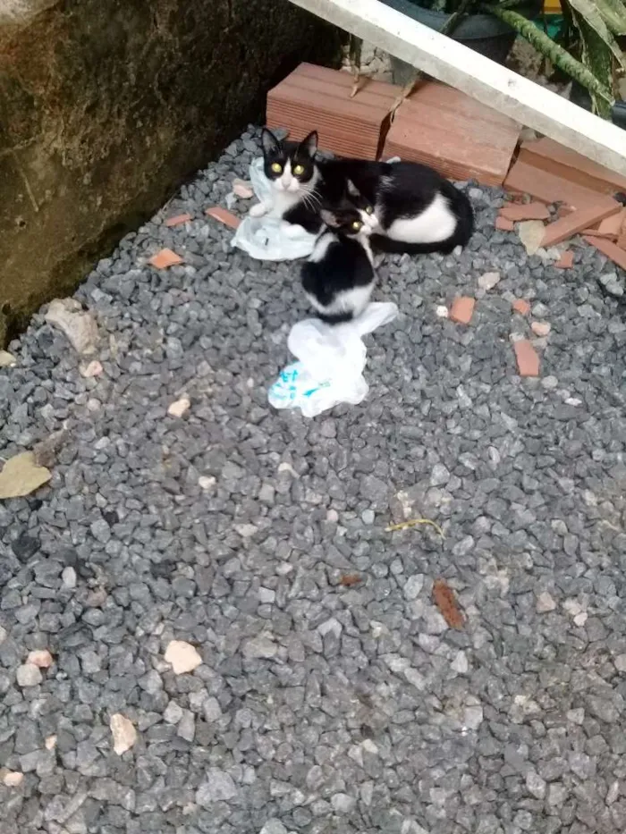 Gato ra a Vira lata idade 2 a 6 meses nome Sem nome