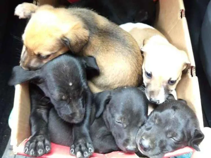 Cachorro raça Não definida idade Abaixo de 2 meses nome Sem nome
