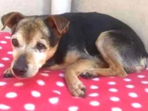 Cachorro raça SRD idade 6 ou mais anos nome Velhinho Abandonado