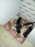 Filhotes de gato