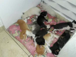 Gato raça SRD idade Abaixo de 2 meses nome Filhotes de gato