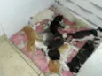 Filhotes de gato