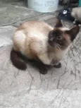 Gato
