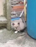 Gato