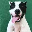Cachorro raça Pit bull idade 3 anos nome Biju