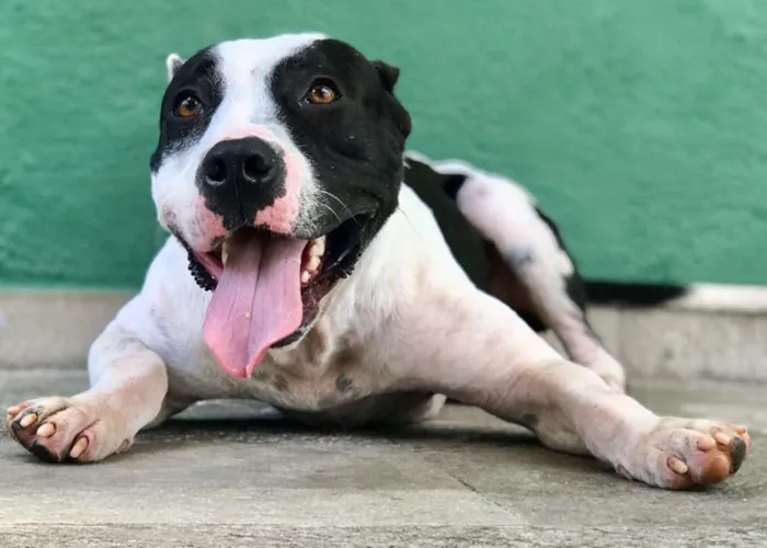 Cachorro raça Pit bull idade 3 anos nome Biju