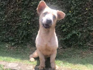 Cachorro raça Srd idade 3 anos nome Banze