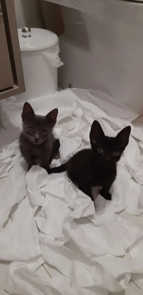 Gato ra a SRD idade Abaixo de 2 meses nome Smoke e Nero
