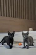 Smoke e Nero
