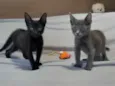 Smoke e Nero