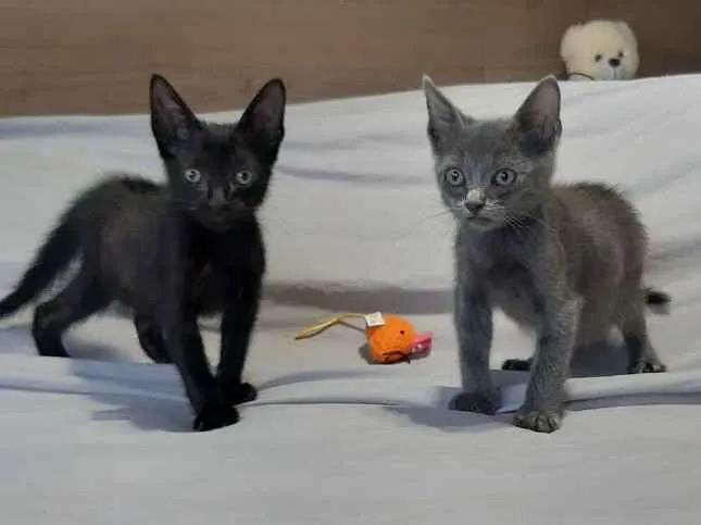 Gato ra a SRD idade Abaixo de 2 meses nome Smoke e Nero