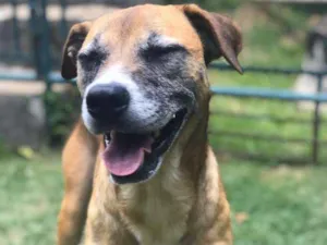 Cachorro raça Srd idade 6 ou mais anos nome Beirute