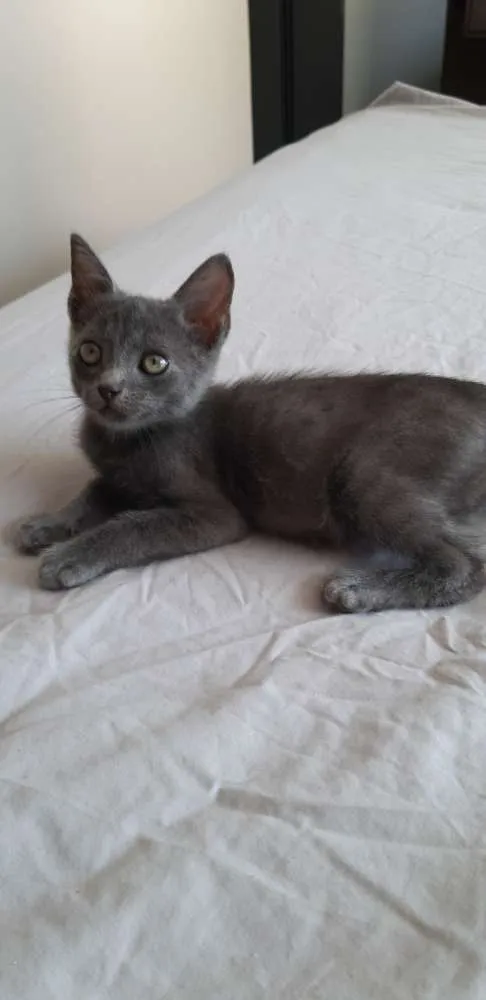 Gato ra a SRD idade Abaixo de 2 meses nome Smoke e Nero