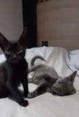 Smoke e Nero