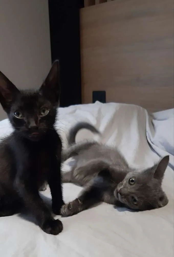 Gato ra a SRD idade Abaixo de 2 meses nome Smoke e Nero