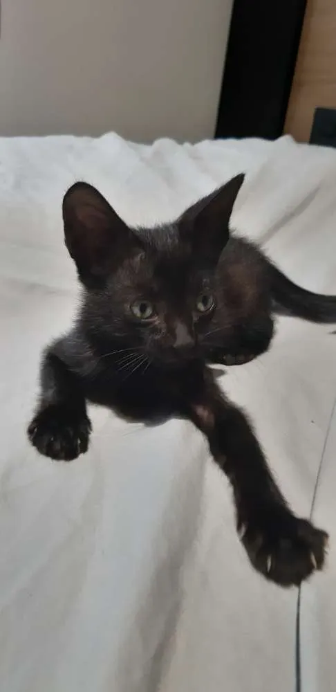 Gato ra a SRD idade Abaixo de 2 meses nome Smoke e Nero