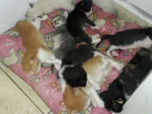 Gato raça SRD idade Abaixo de 2 meses nome Filhotes de Gato