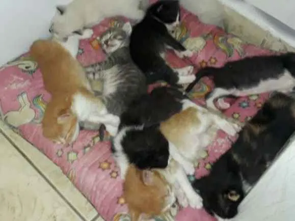 Gato ra a SRD idade Abaixo de 2 meses nome Filhotes de Gato