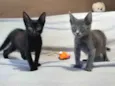 Smoke e Nero